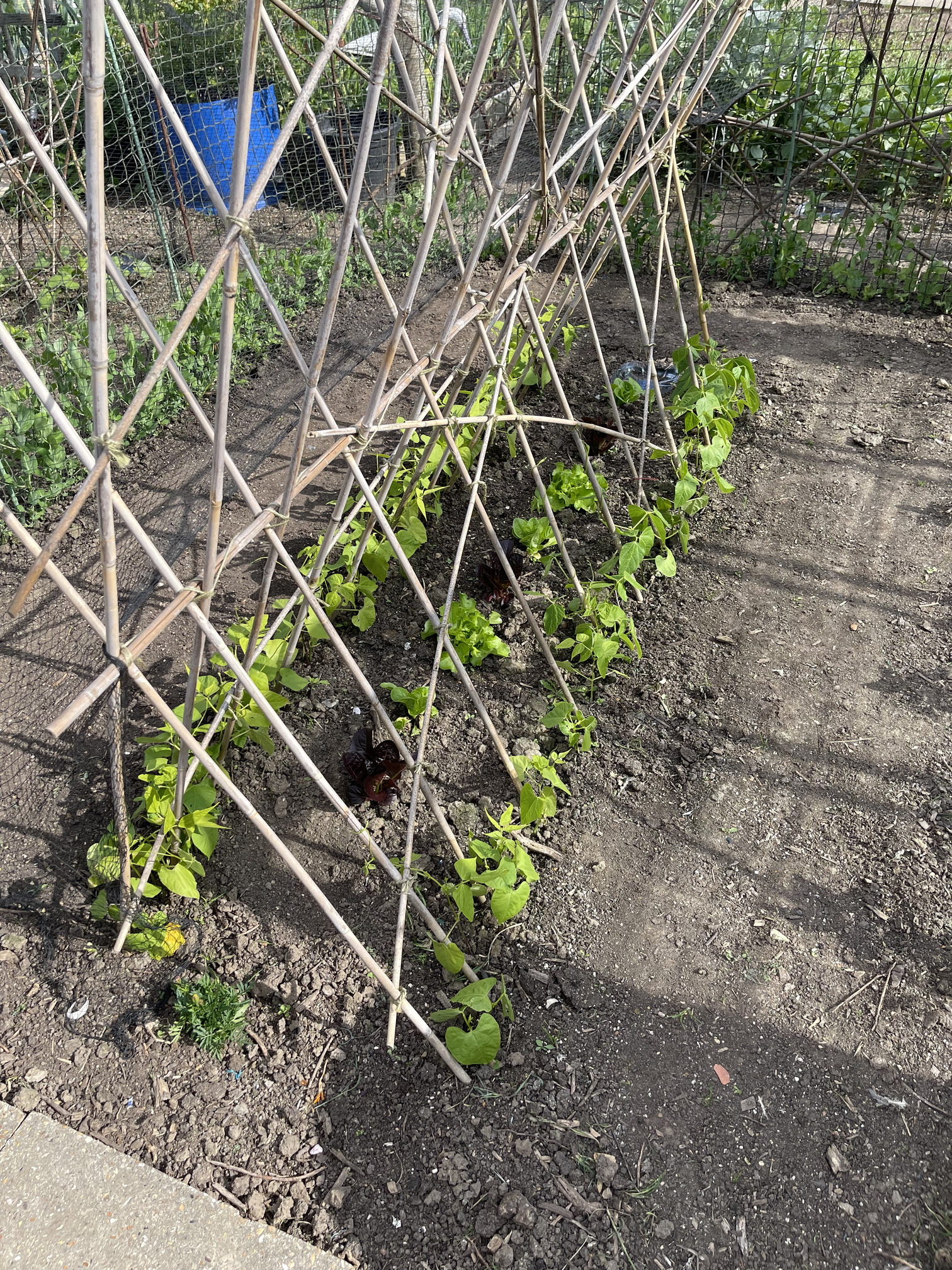 Our climbing beans are starting to wrap