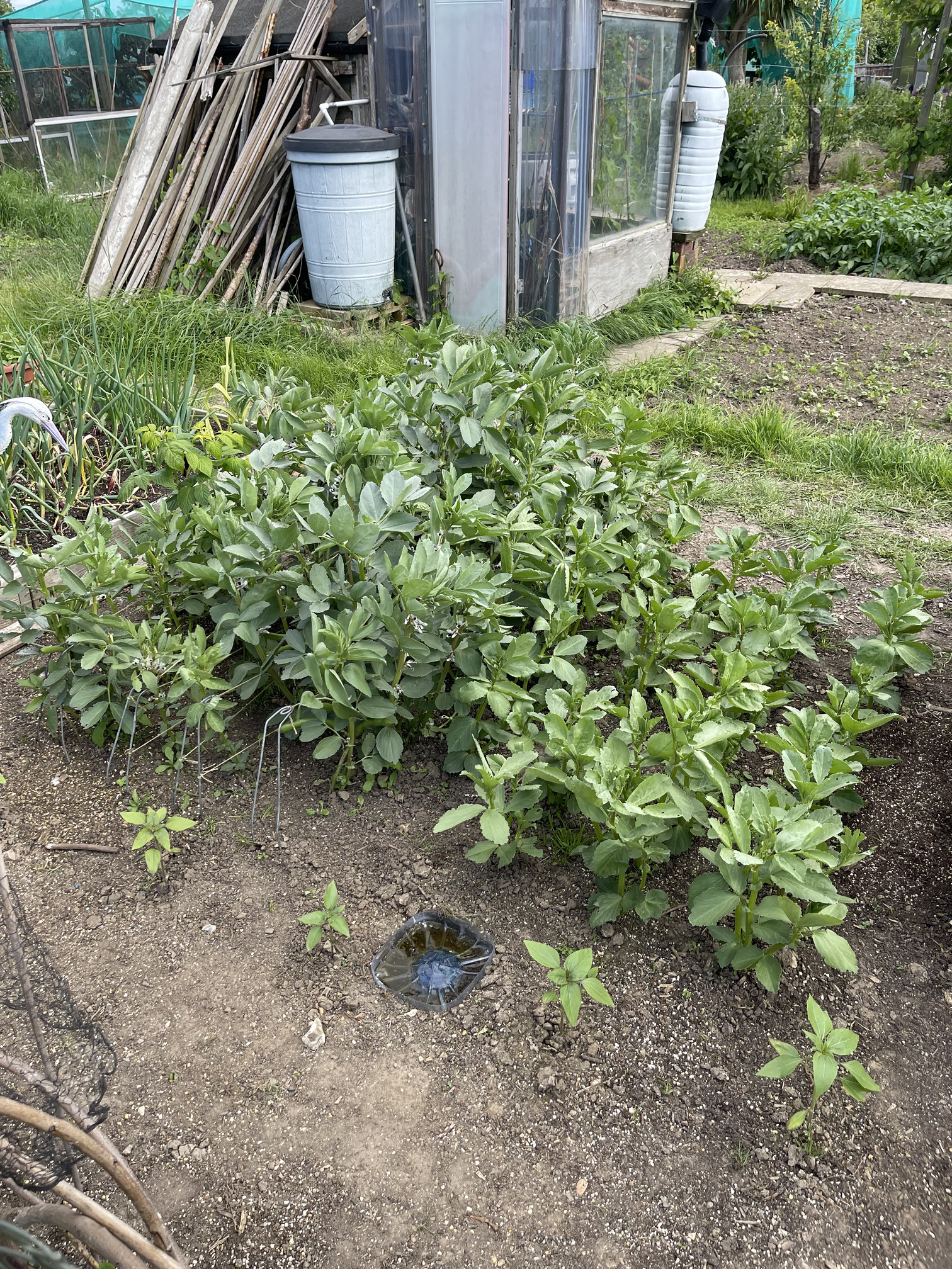 Two sections of broad beans