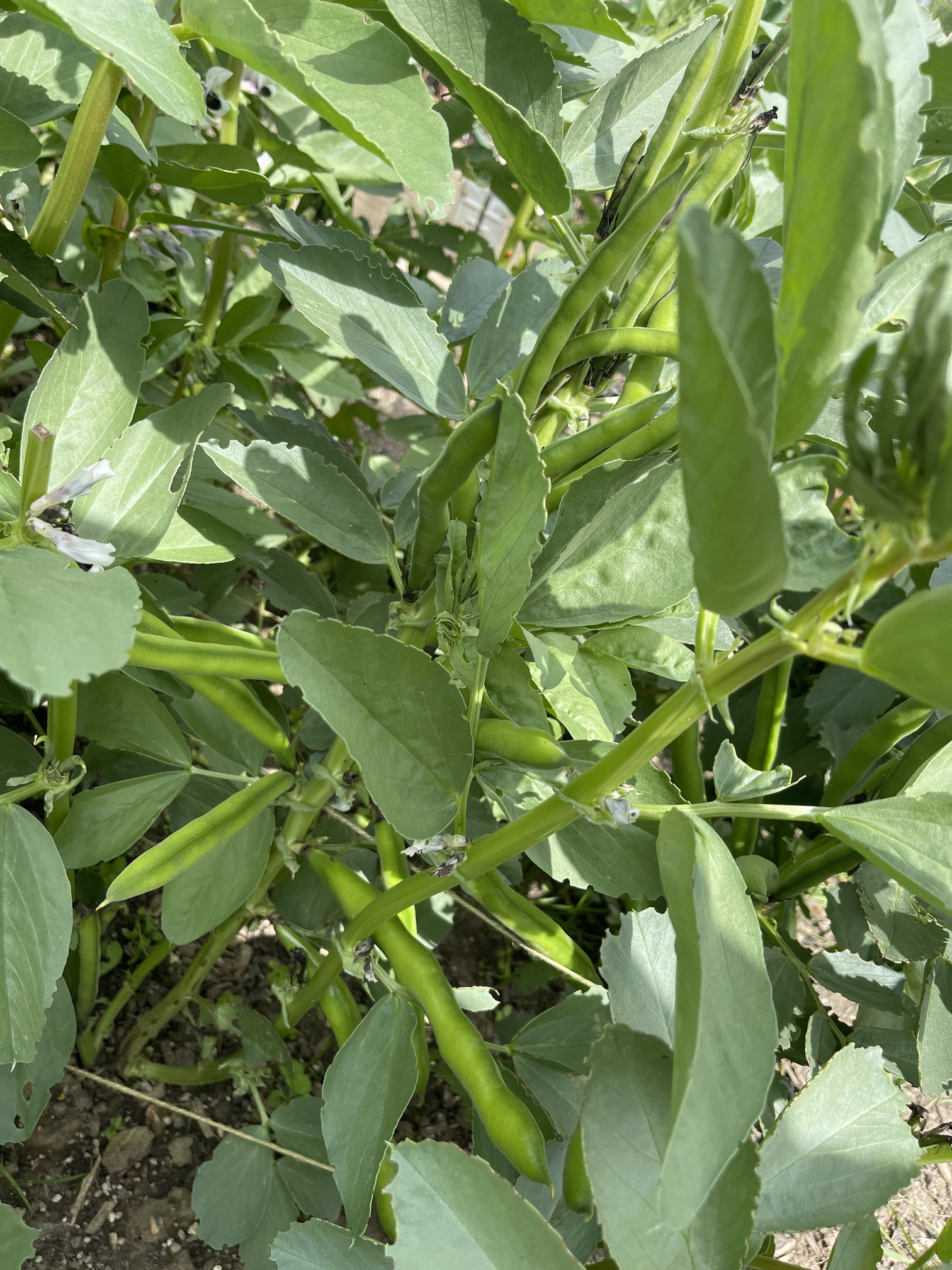 Broad beans pods forming
