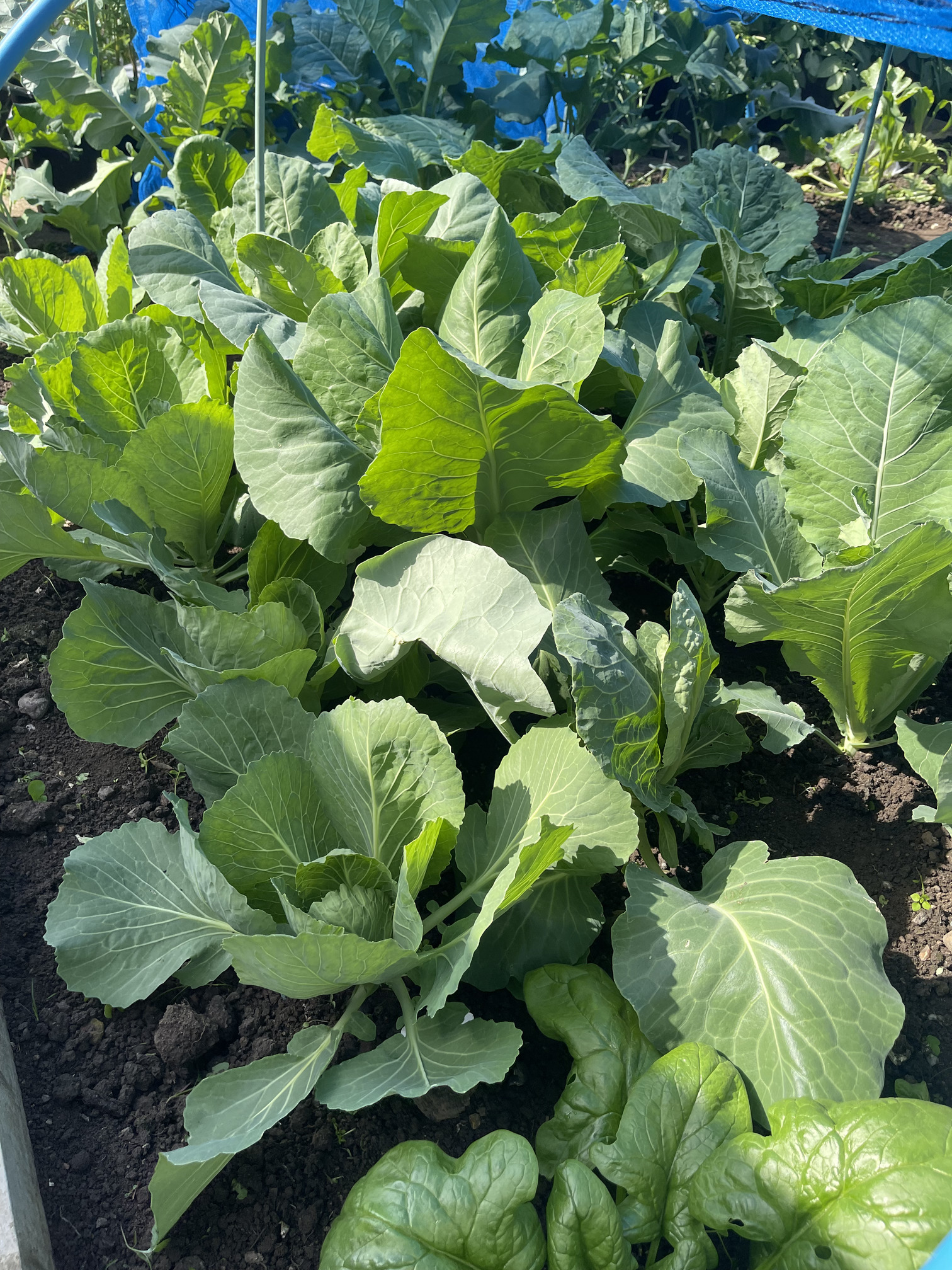 So many big green leaves!