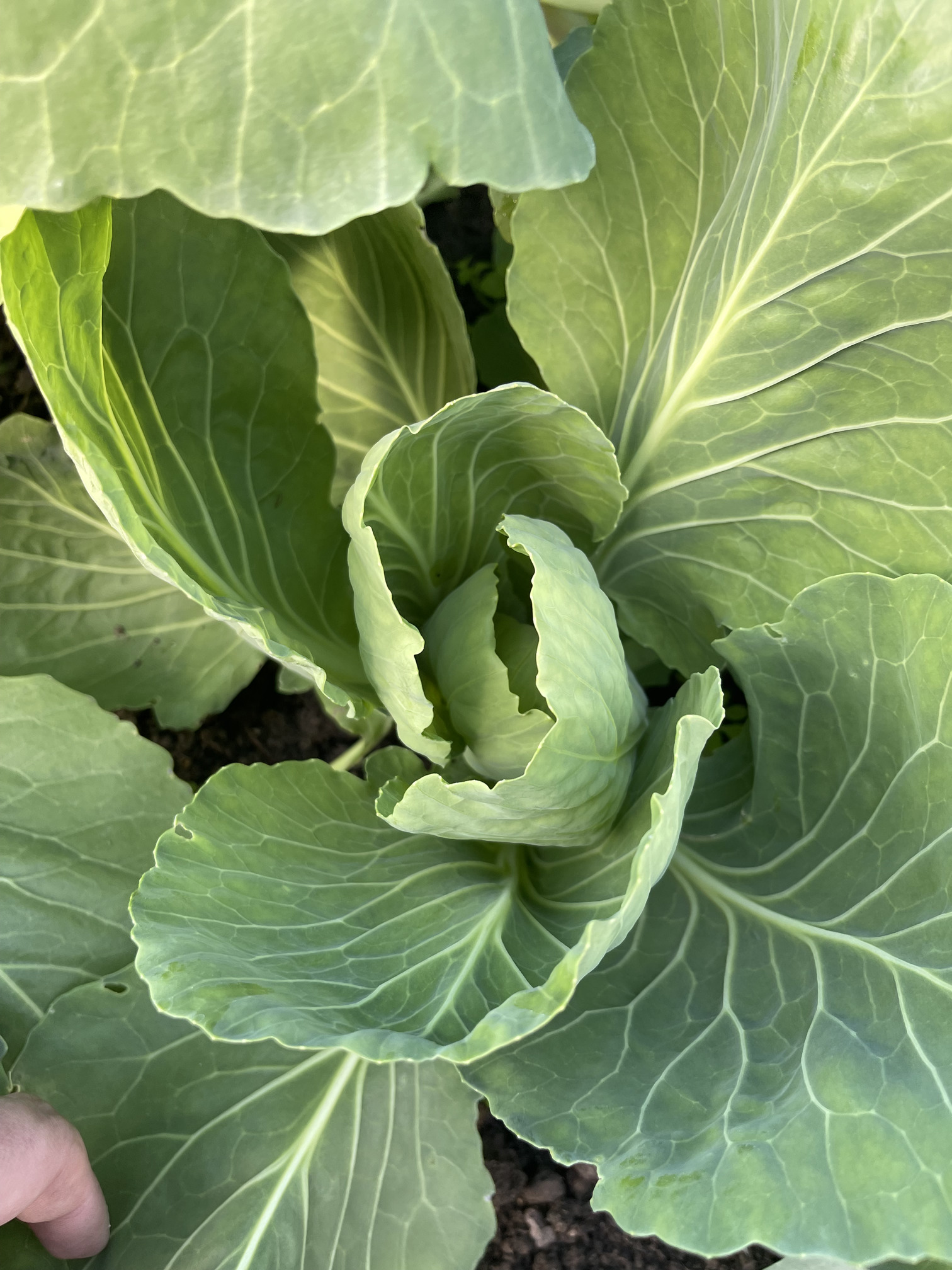 You can see the cabbage shape appearing