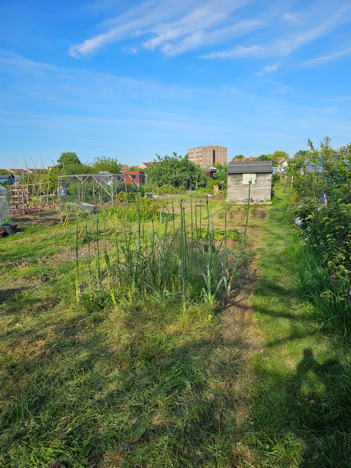 Starting to clear plot two