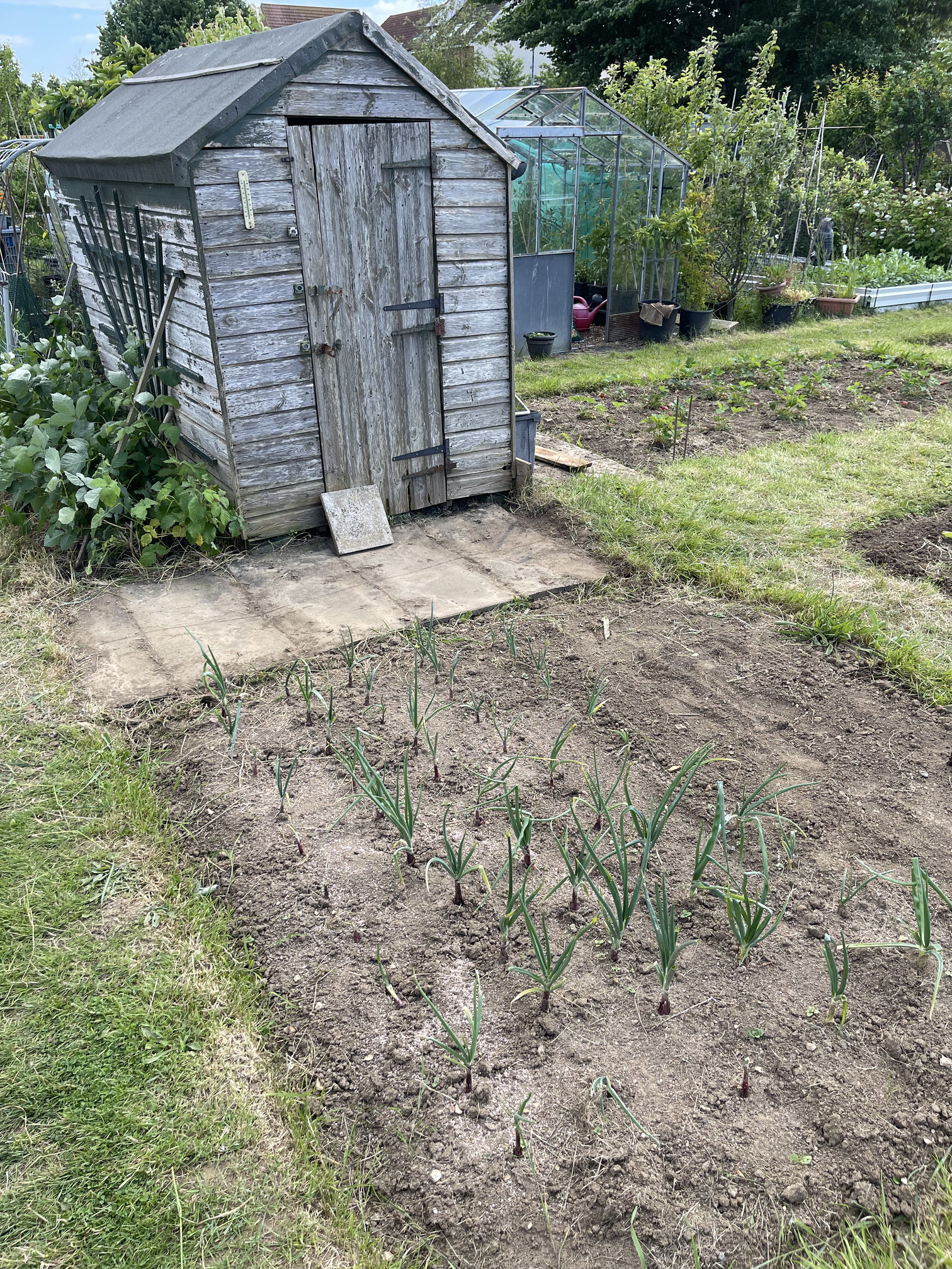 Cleared around the shed, much tidier now!