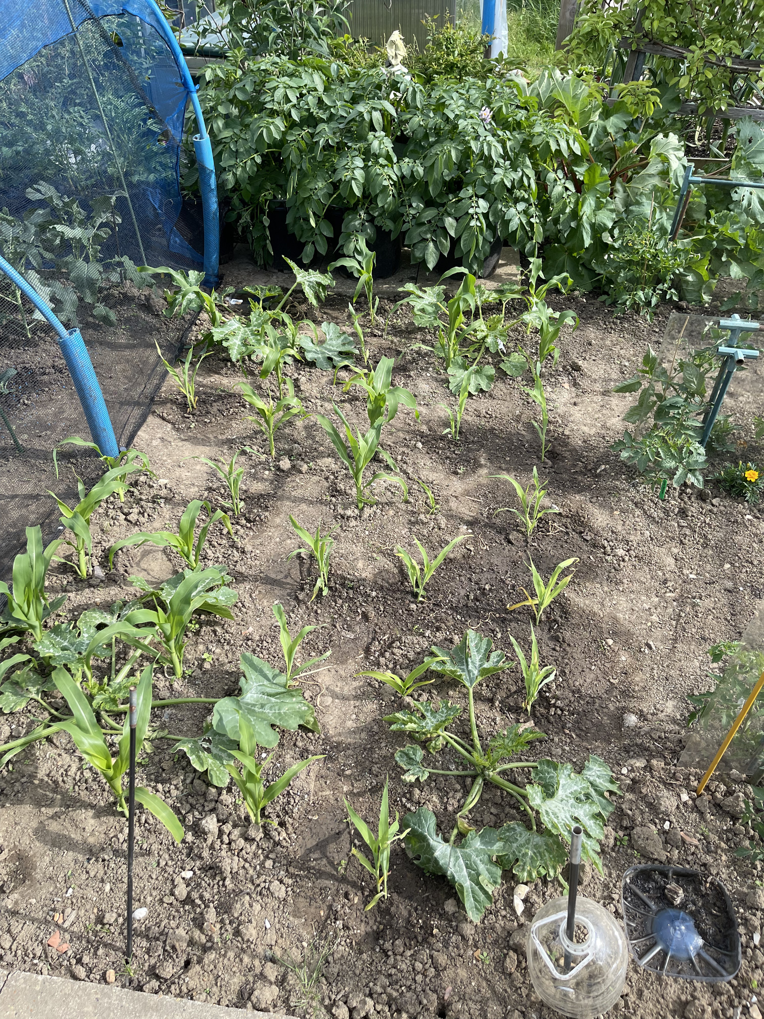 Sweetcorn in different stages