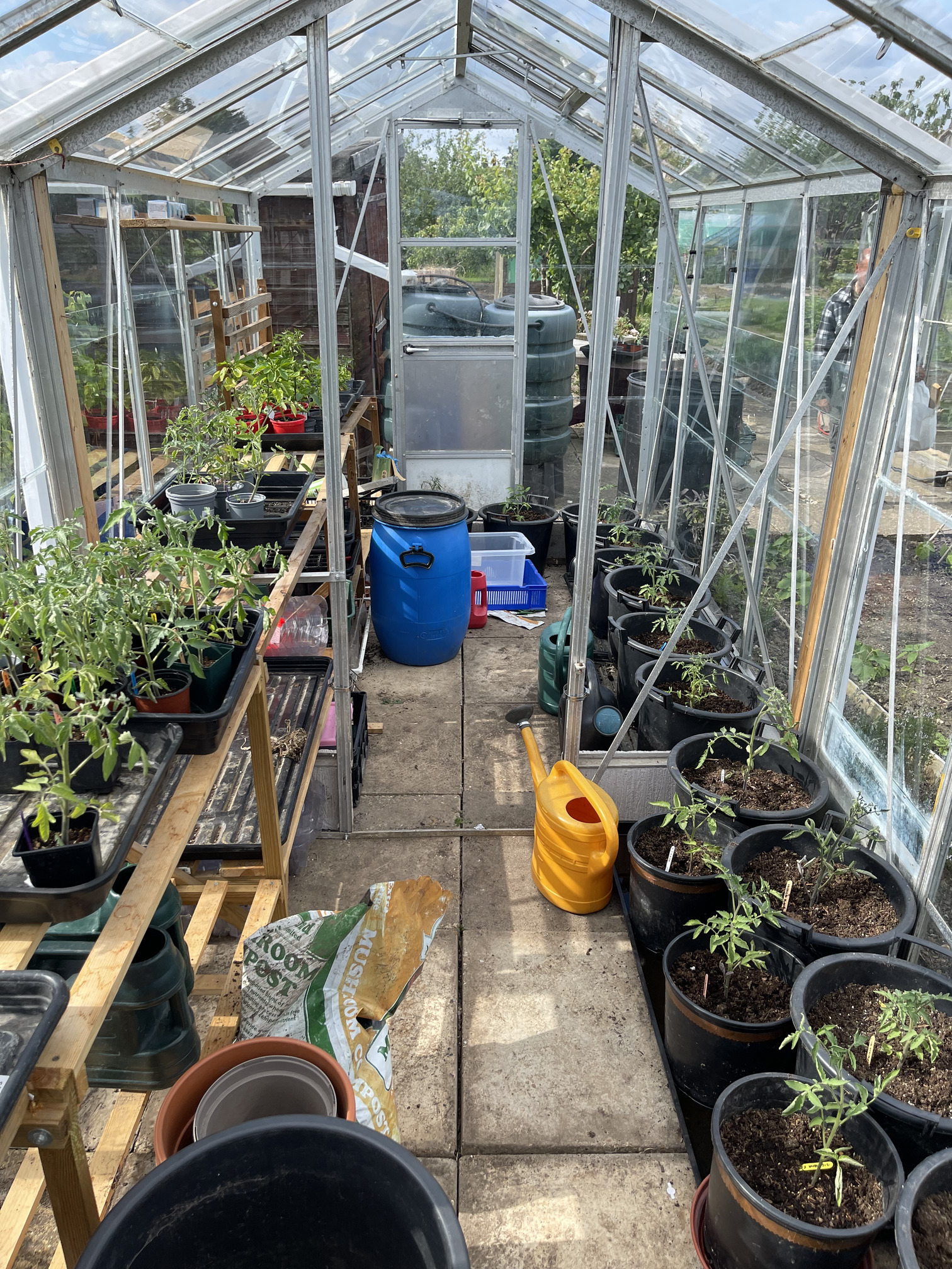 Tomatoes in the greenhouse