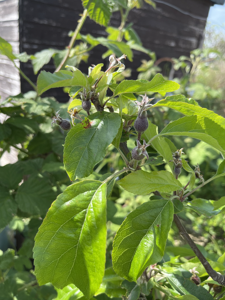 small fruit on the apple tree