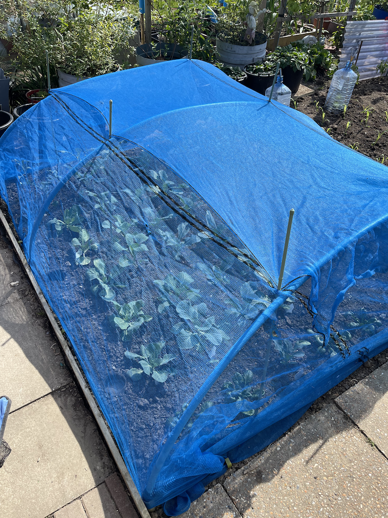 Brassicas covered with netting