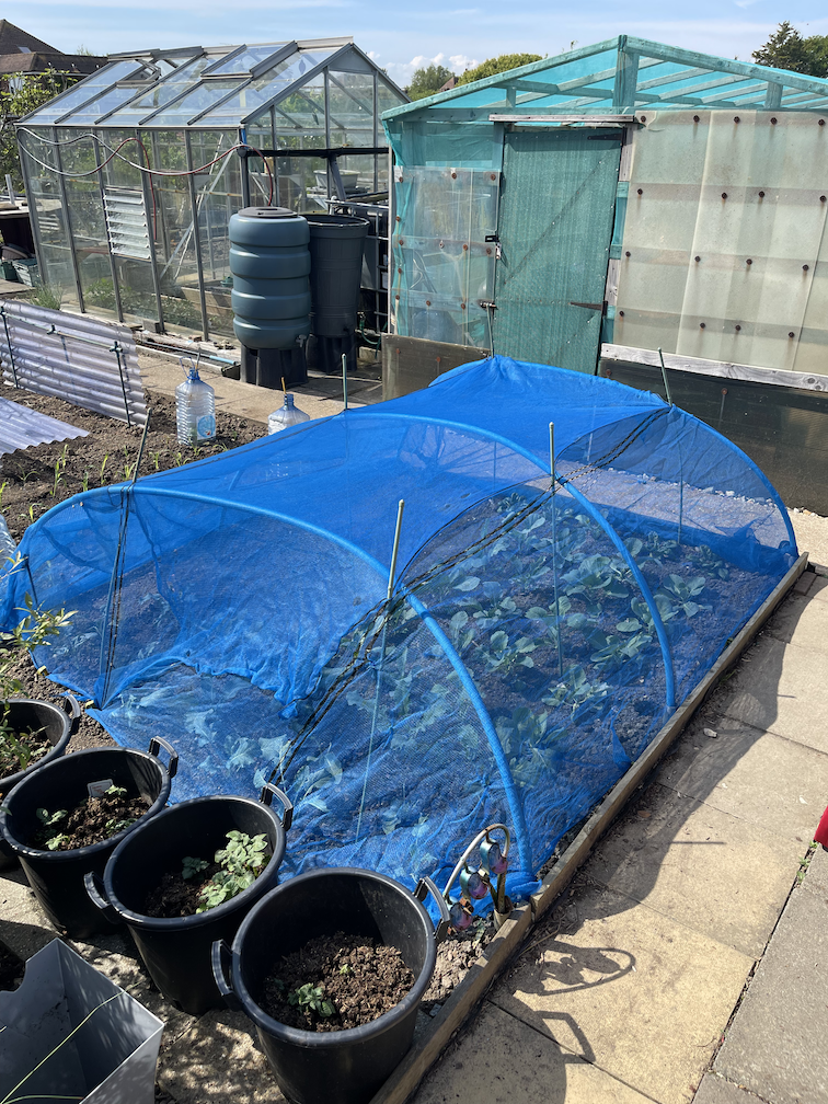 Brassicas covered with netting