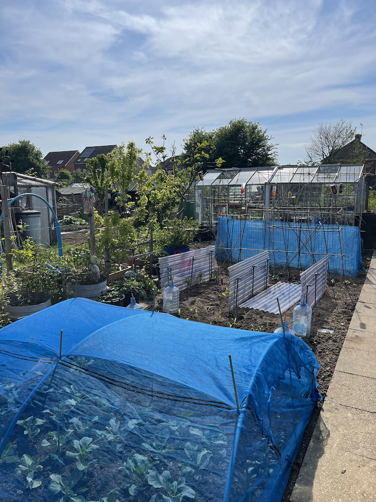 Brassicas covered with netting