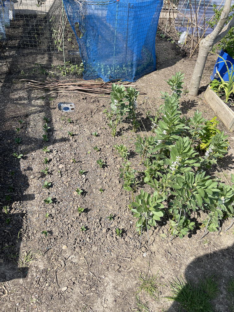Broad bean patch