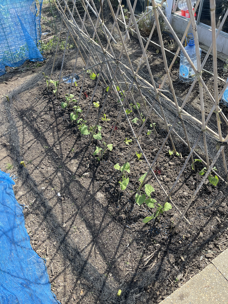 Climbing beans under their support