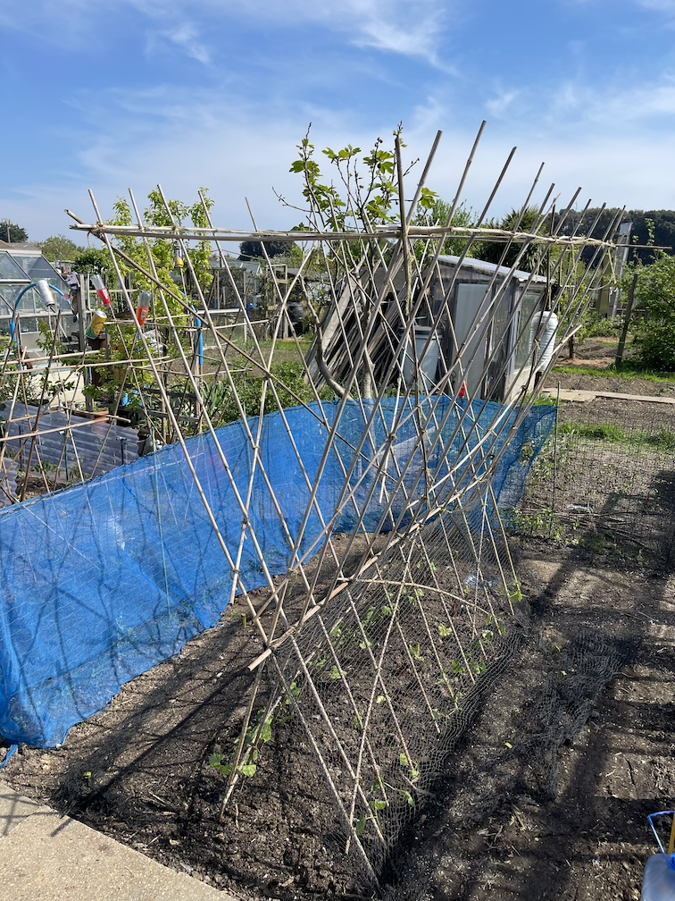 Climbing beans under their support