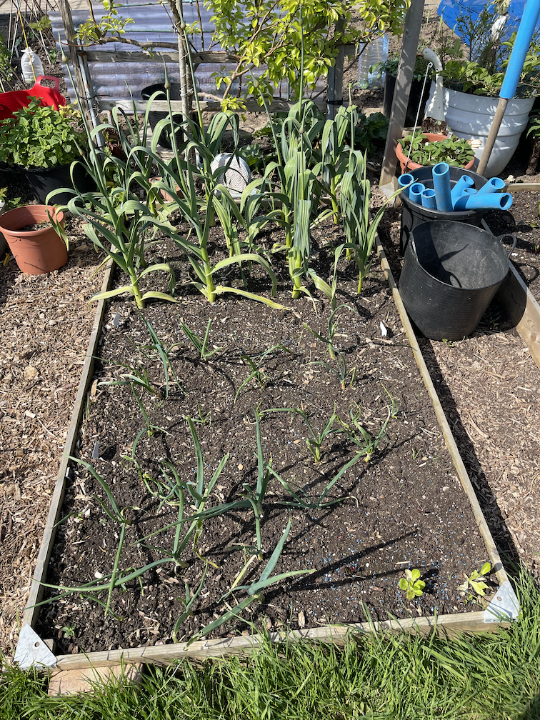 The elephant garlic and more onions