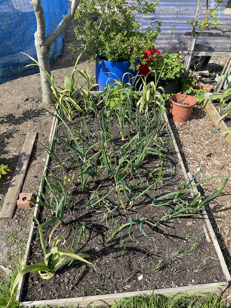 Our onions, both white and red