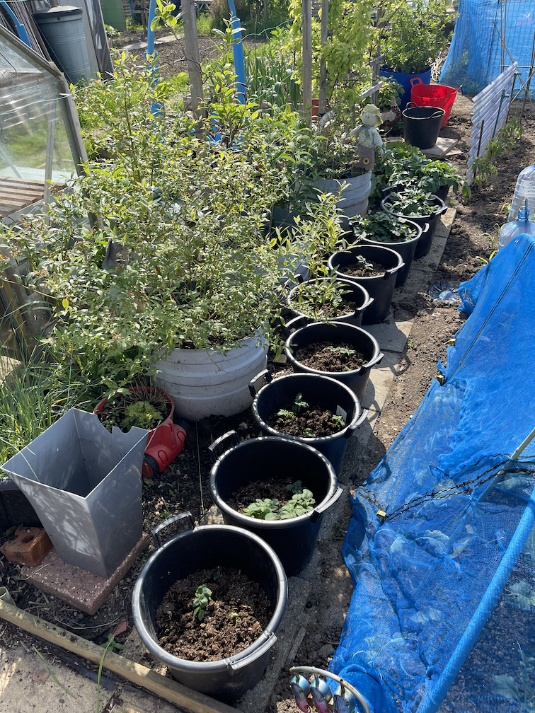 Potatoes growing in pots