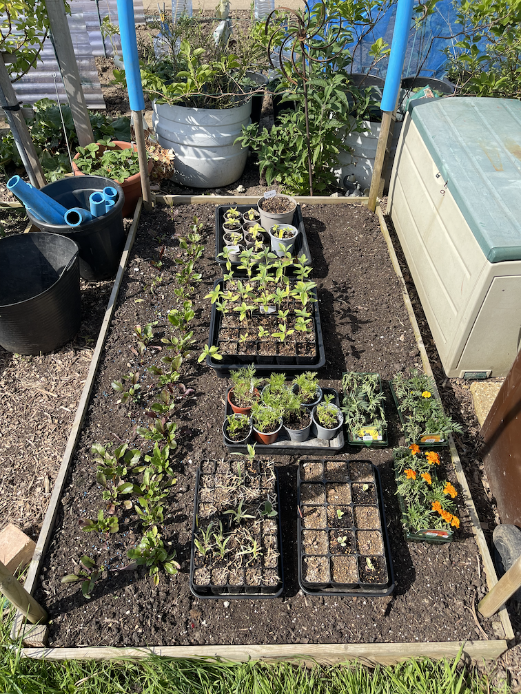 Betroot and the remaining things to plant