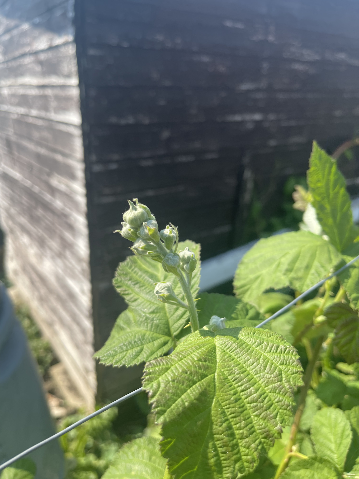 Blackberries are budding