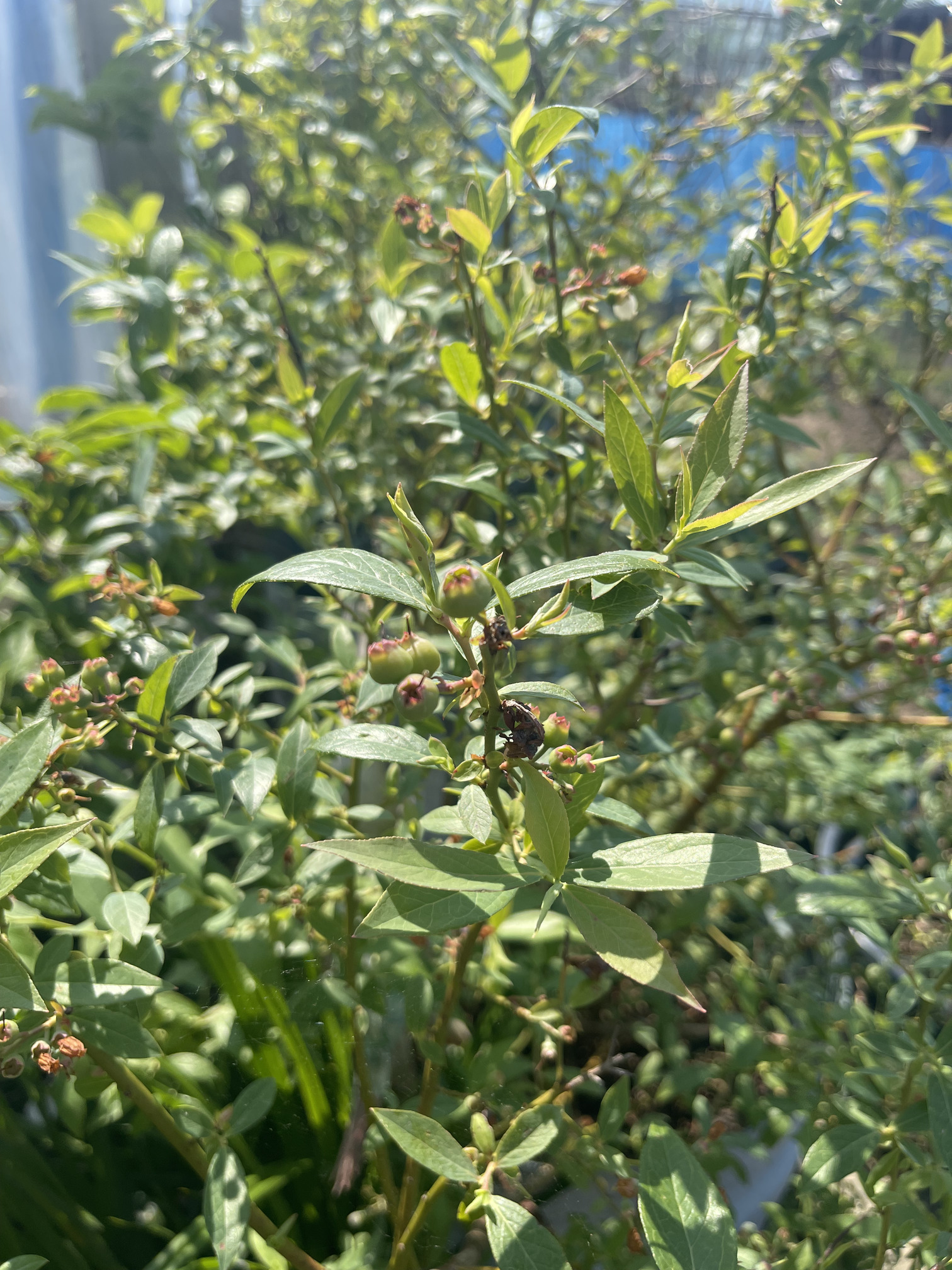 Blueberries, these are the pink variety
