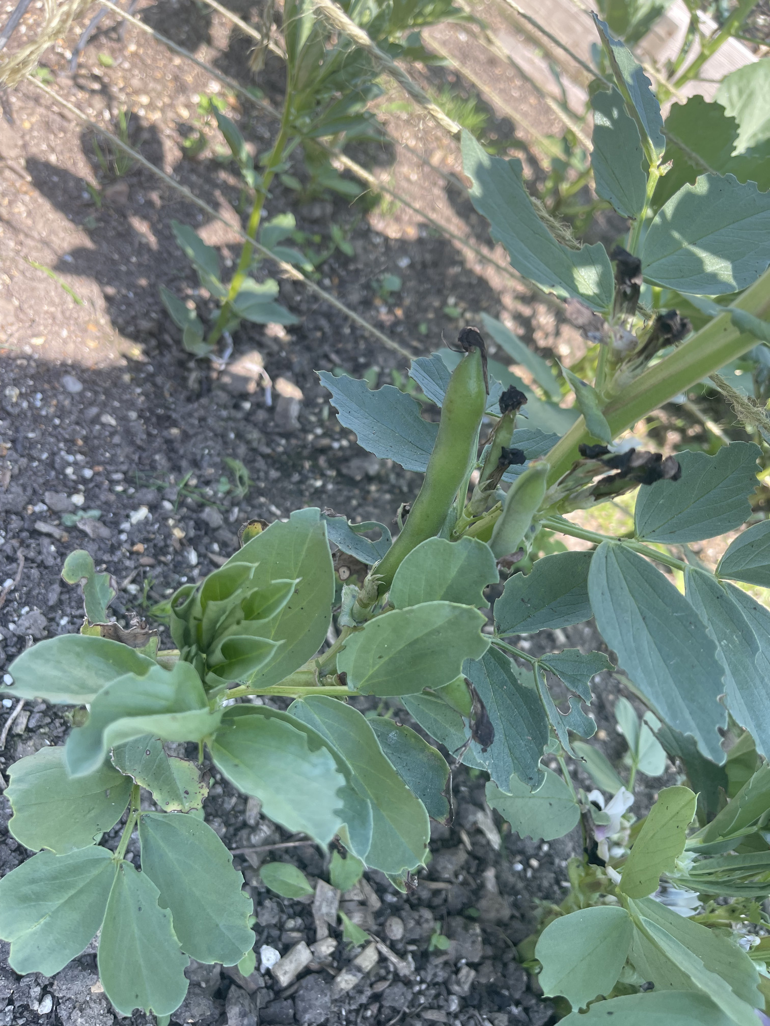 Pods are forming but it’ll be a while yet