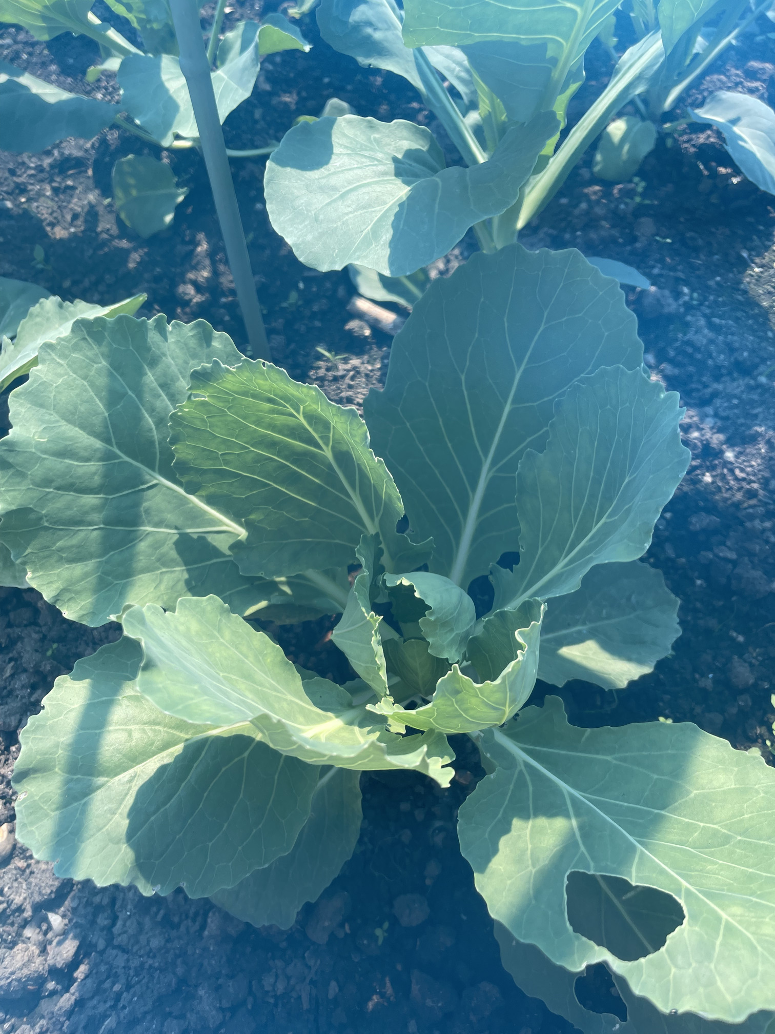 Brassicas forming hearts