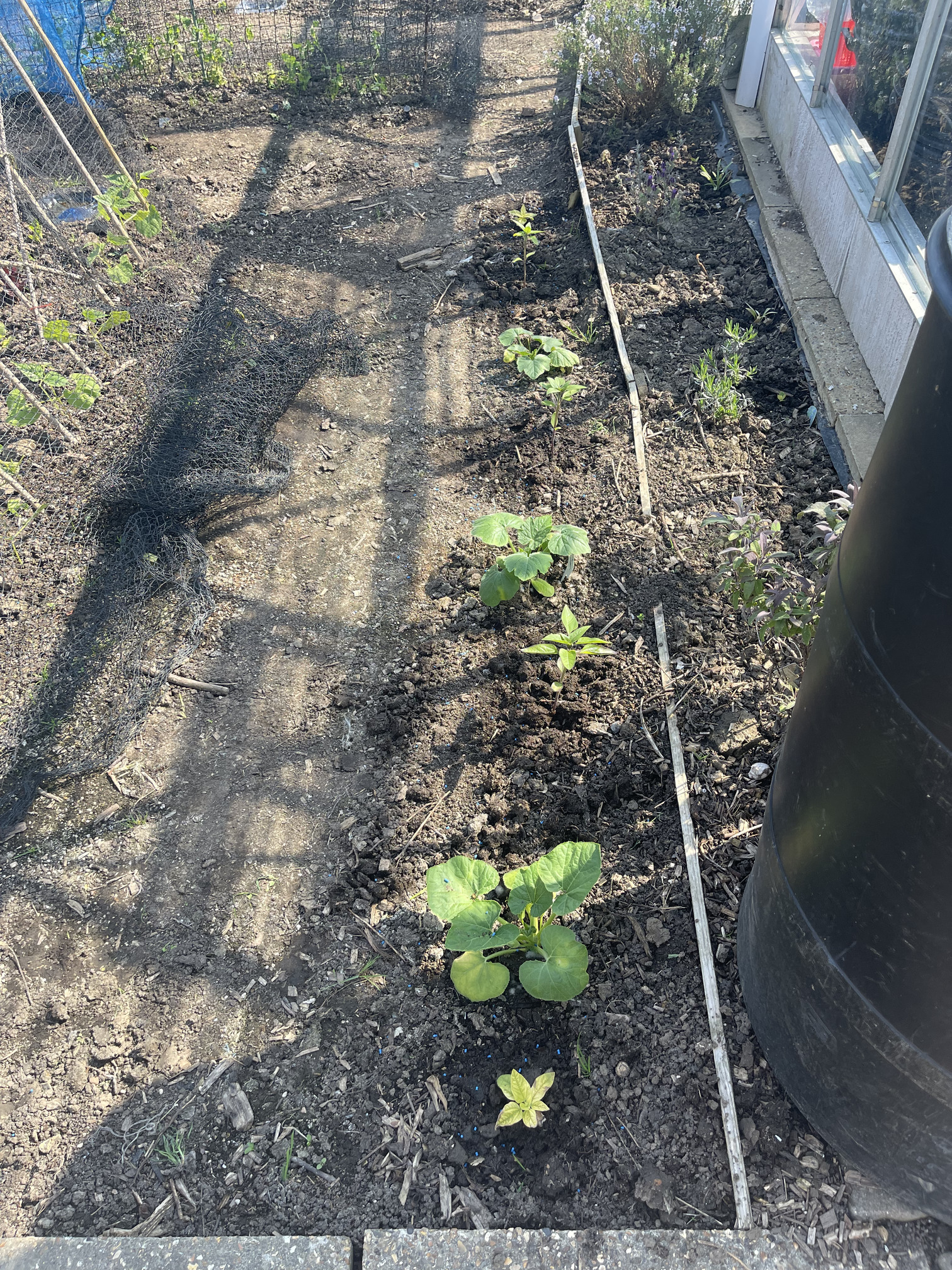 Young courgettes are starting to fruit