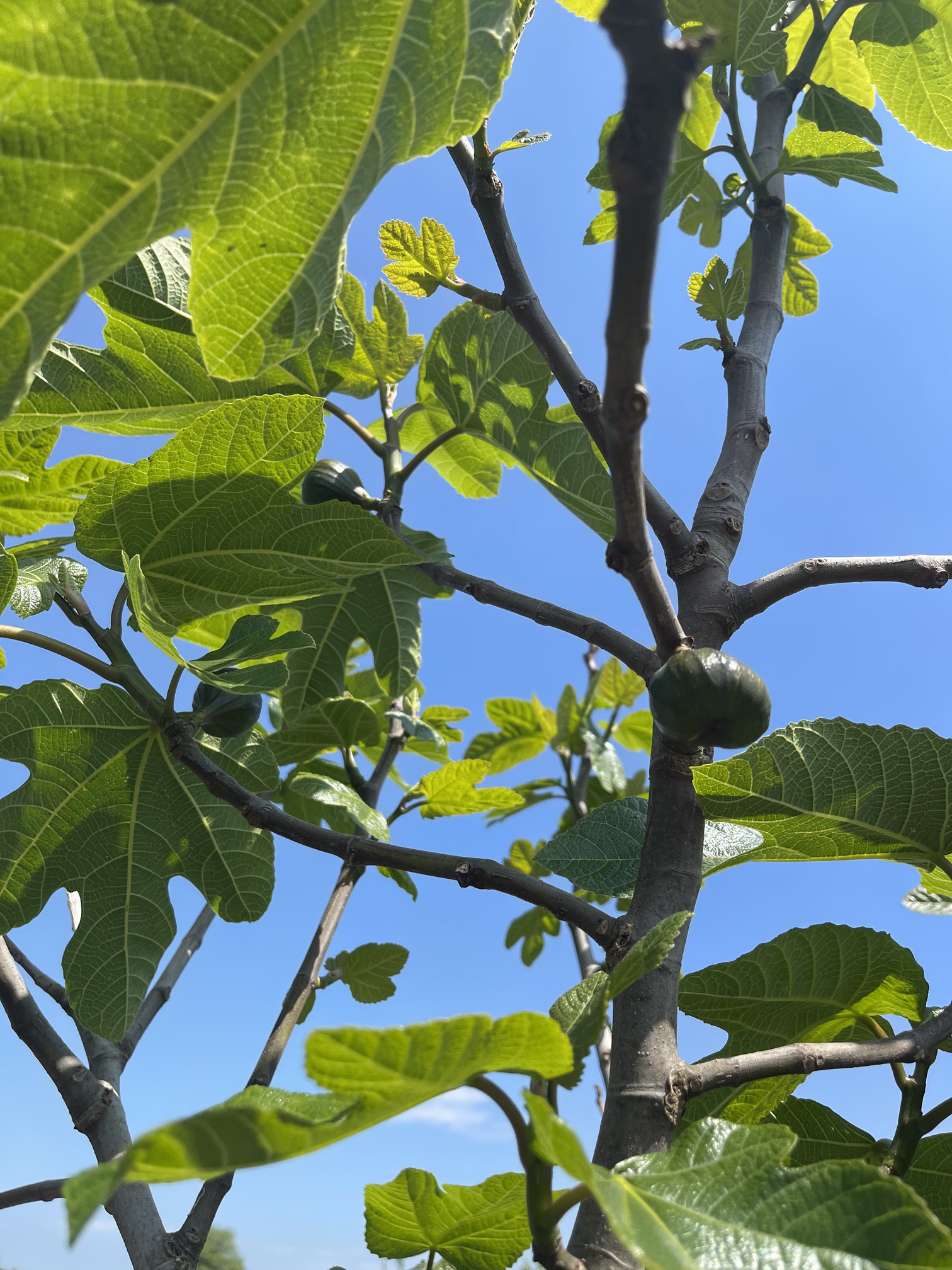 Some figs are appearing