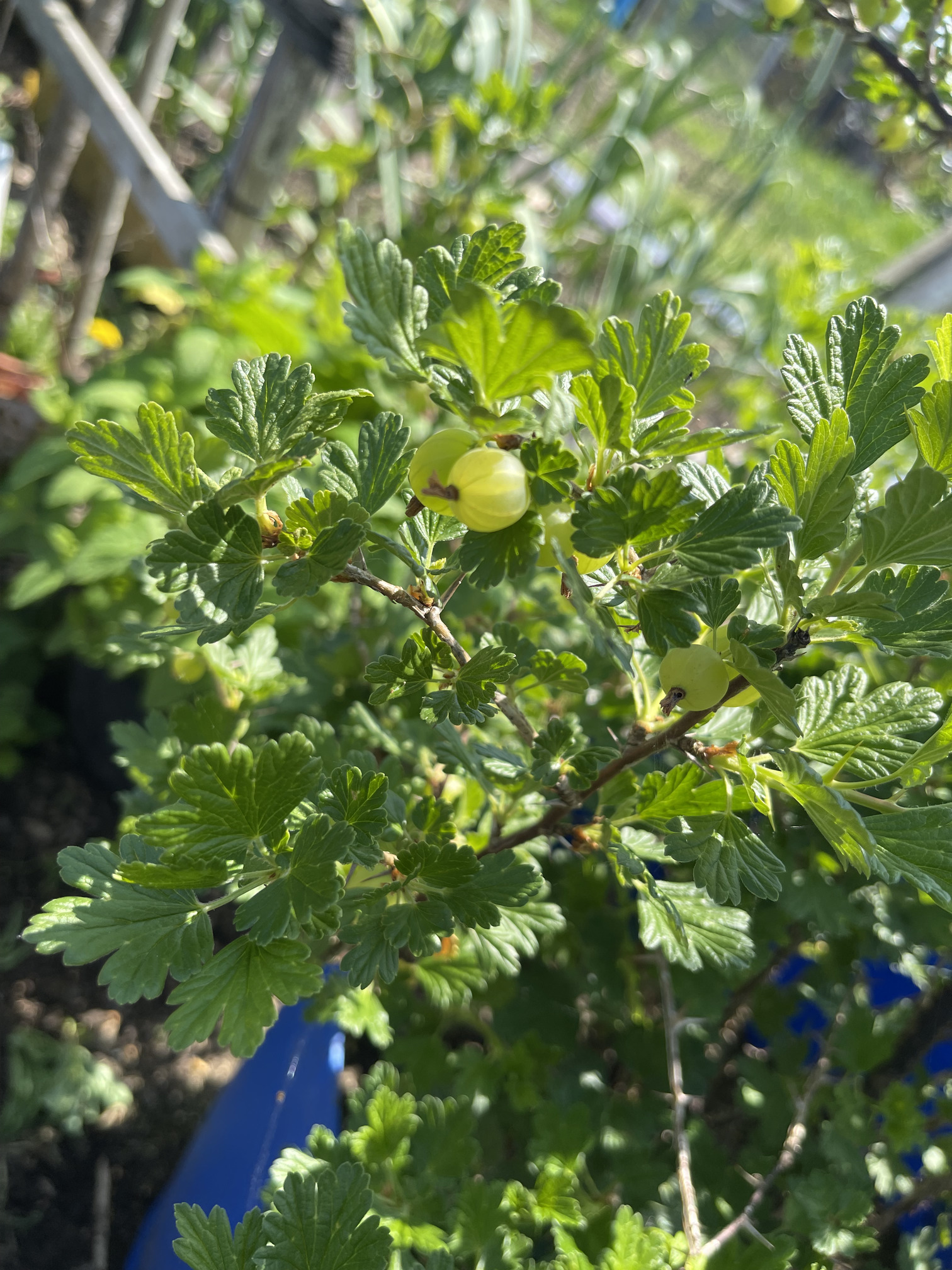 Gooseberries always remind me of balloons