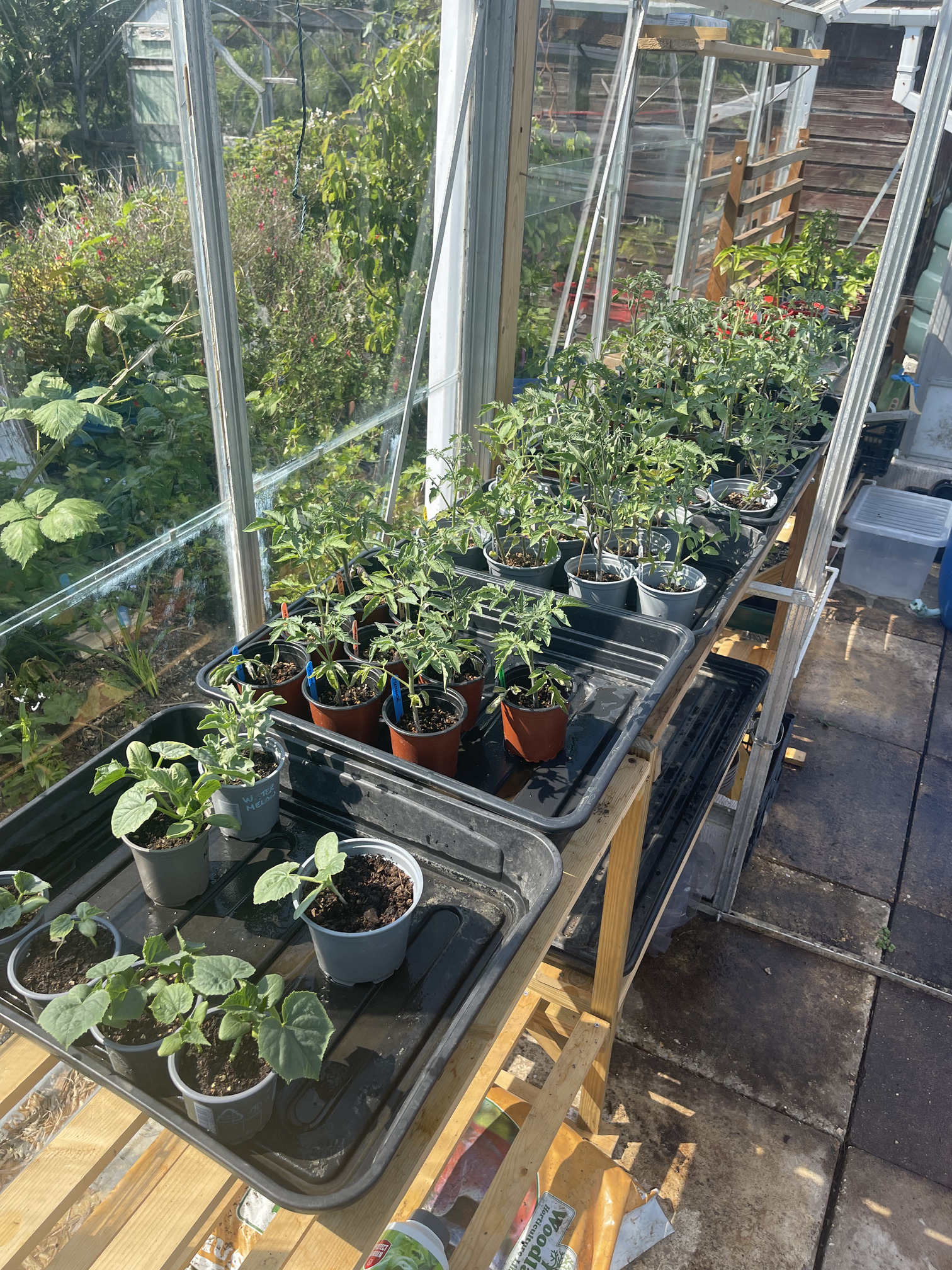 Our shelf of young plants nearly ready to move on