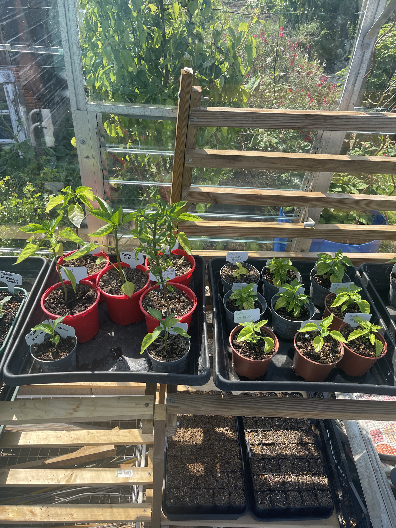 Peppers and chillies are still a little behind