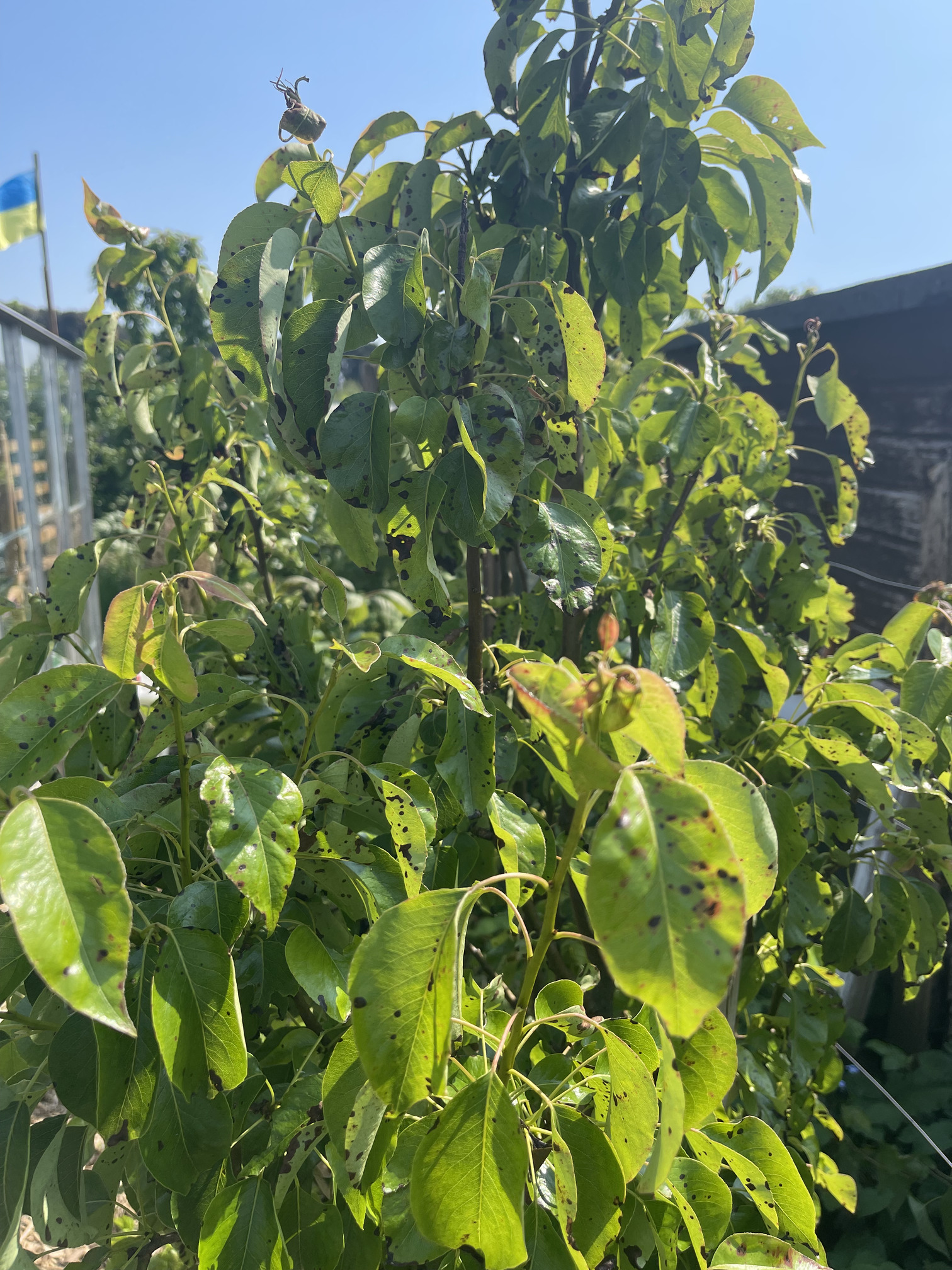 Damaged leaves on the tree