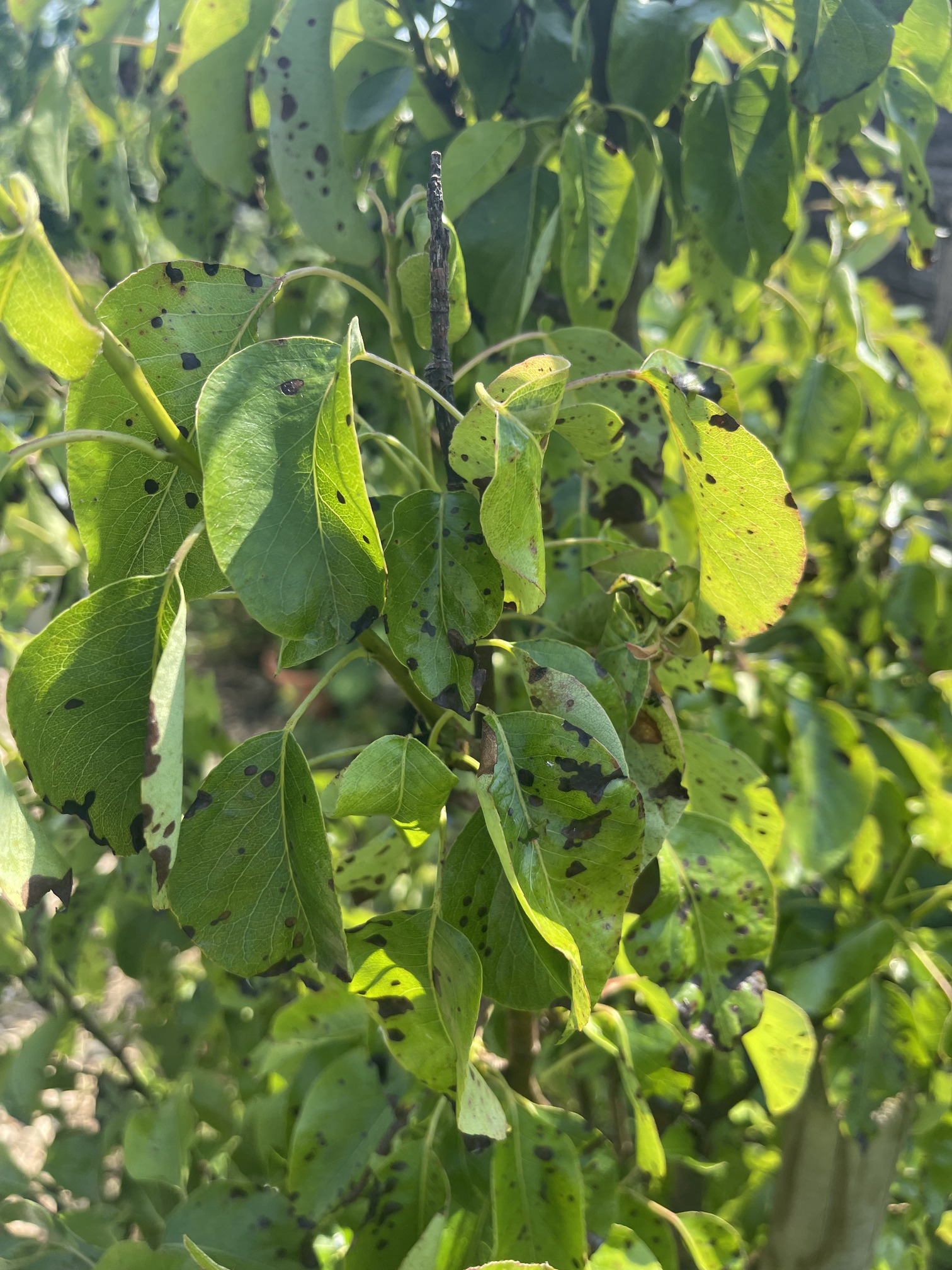 the black spots are burns from the oil and the sun I think