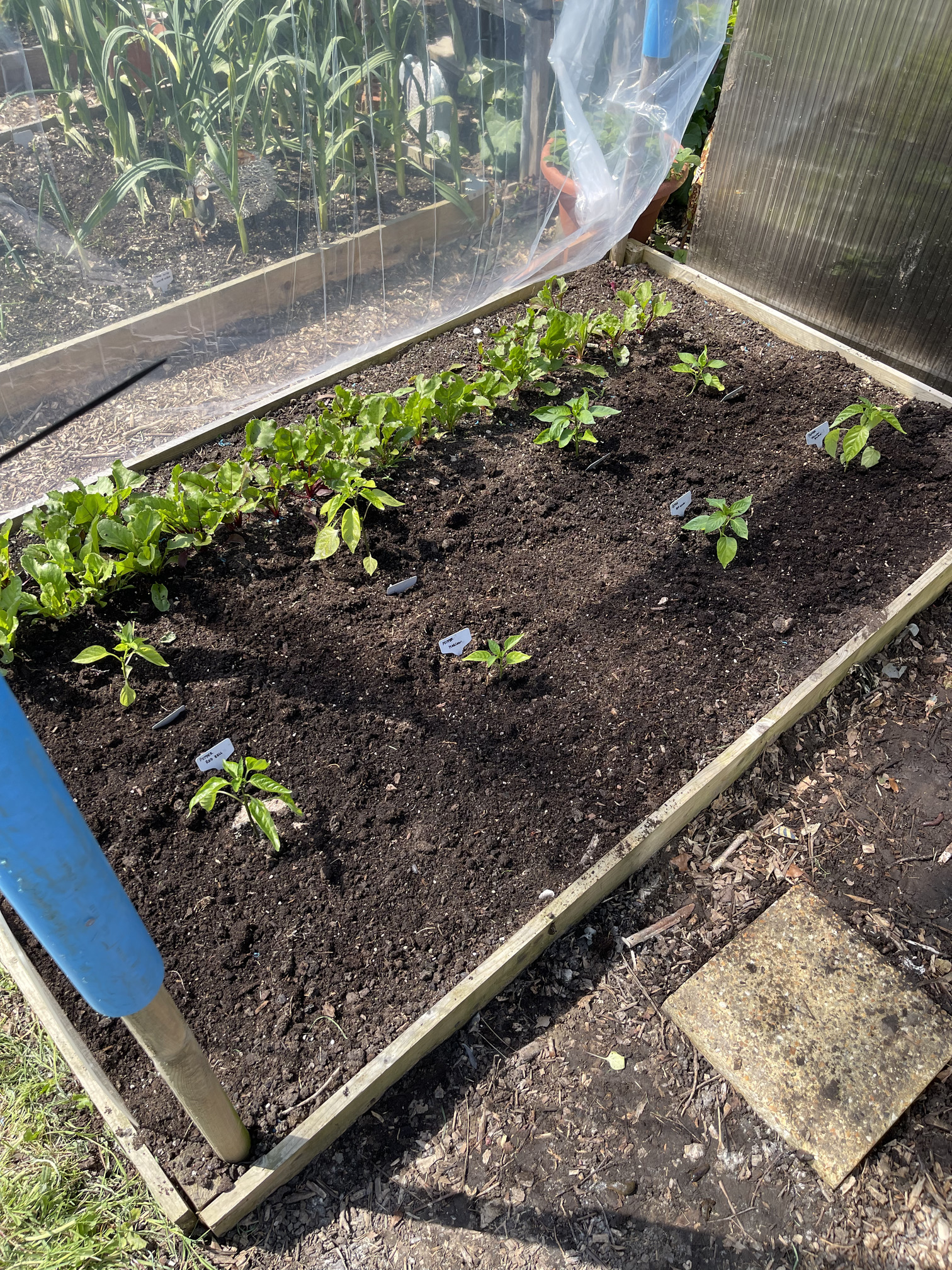 The new pepper house inhabitants