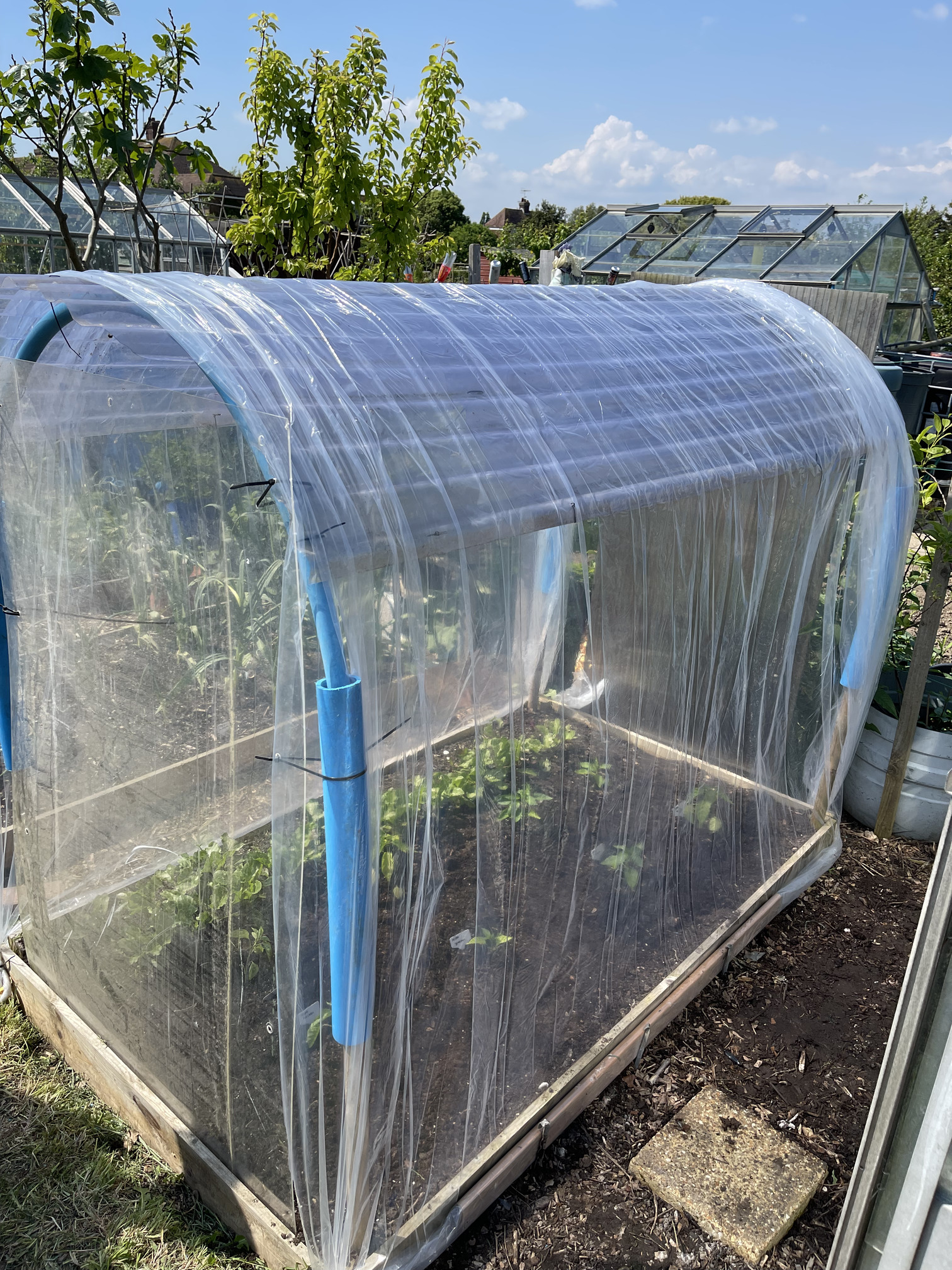 Outside the pepper house