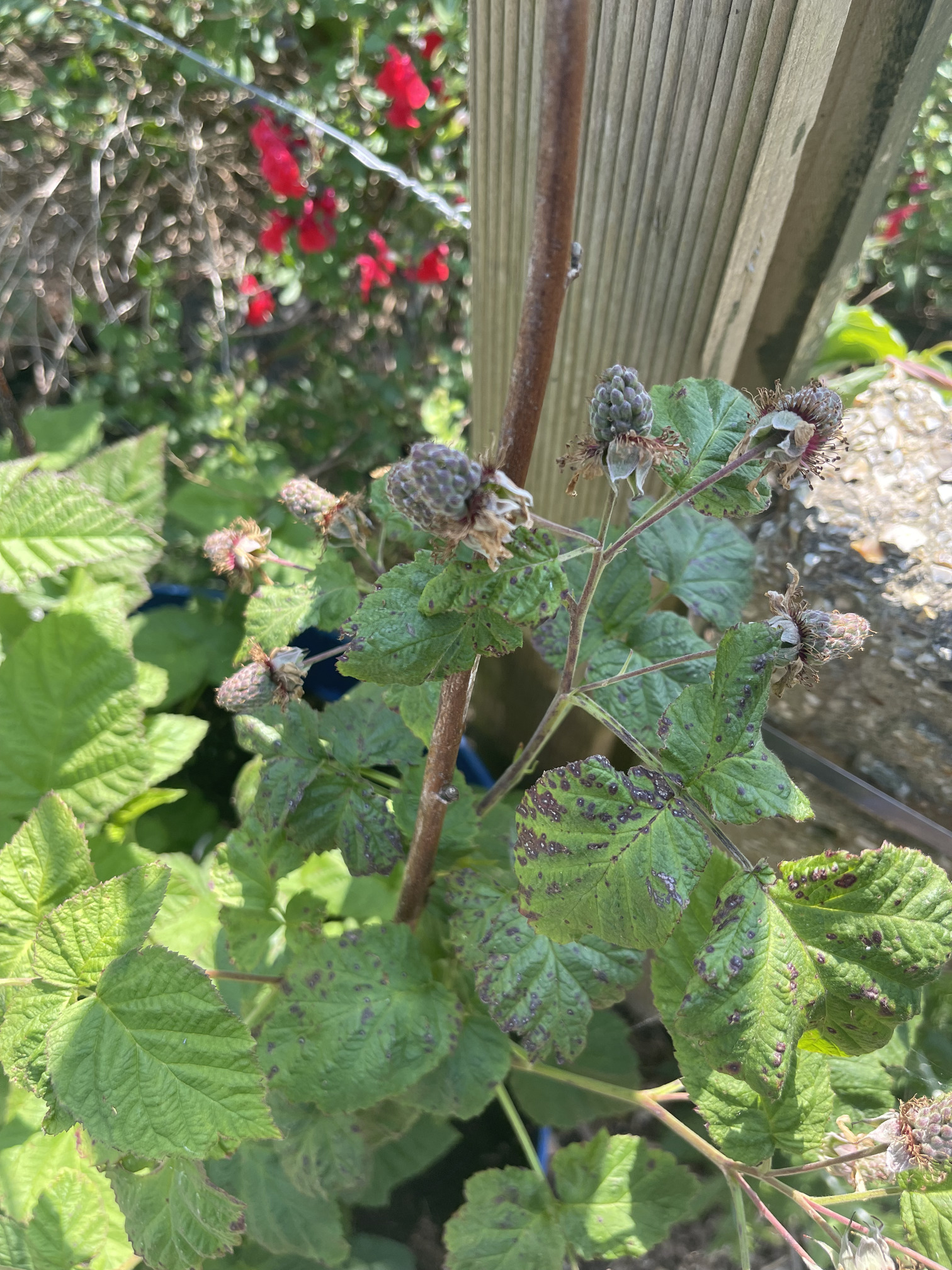 Tayberries (cross between a raspberry and blackberry)