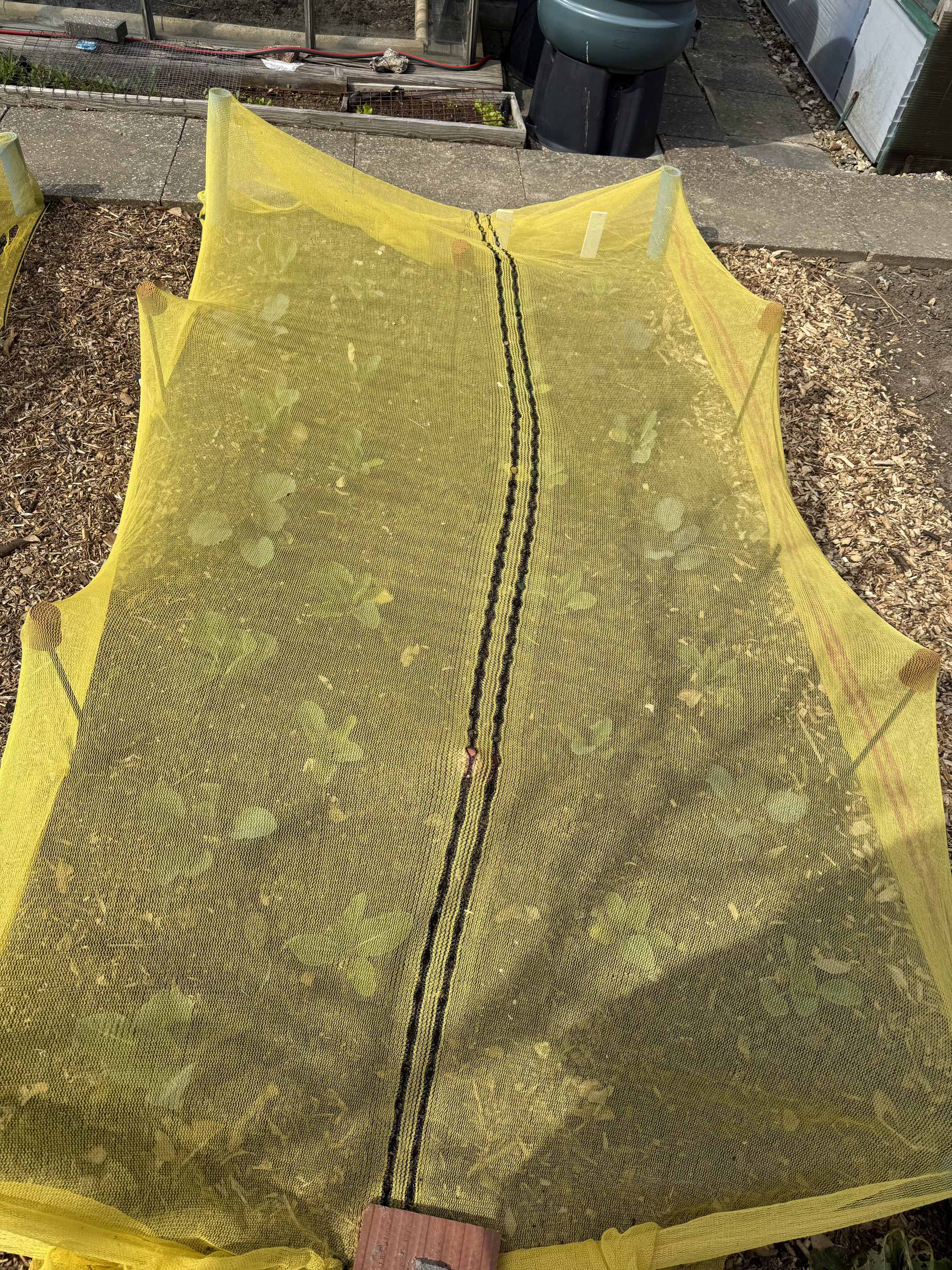 Another small house for cabbages/caulis