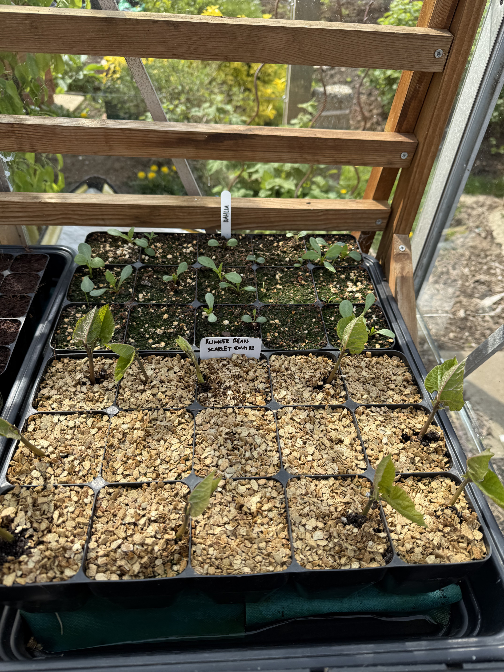 Seedlings