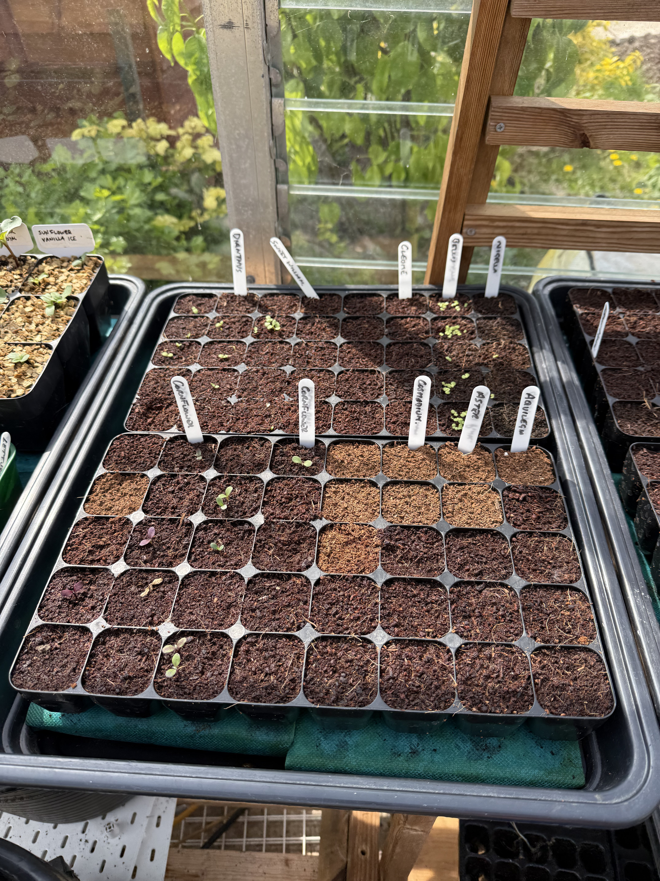 More seedlings