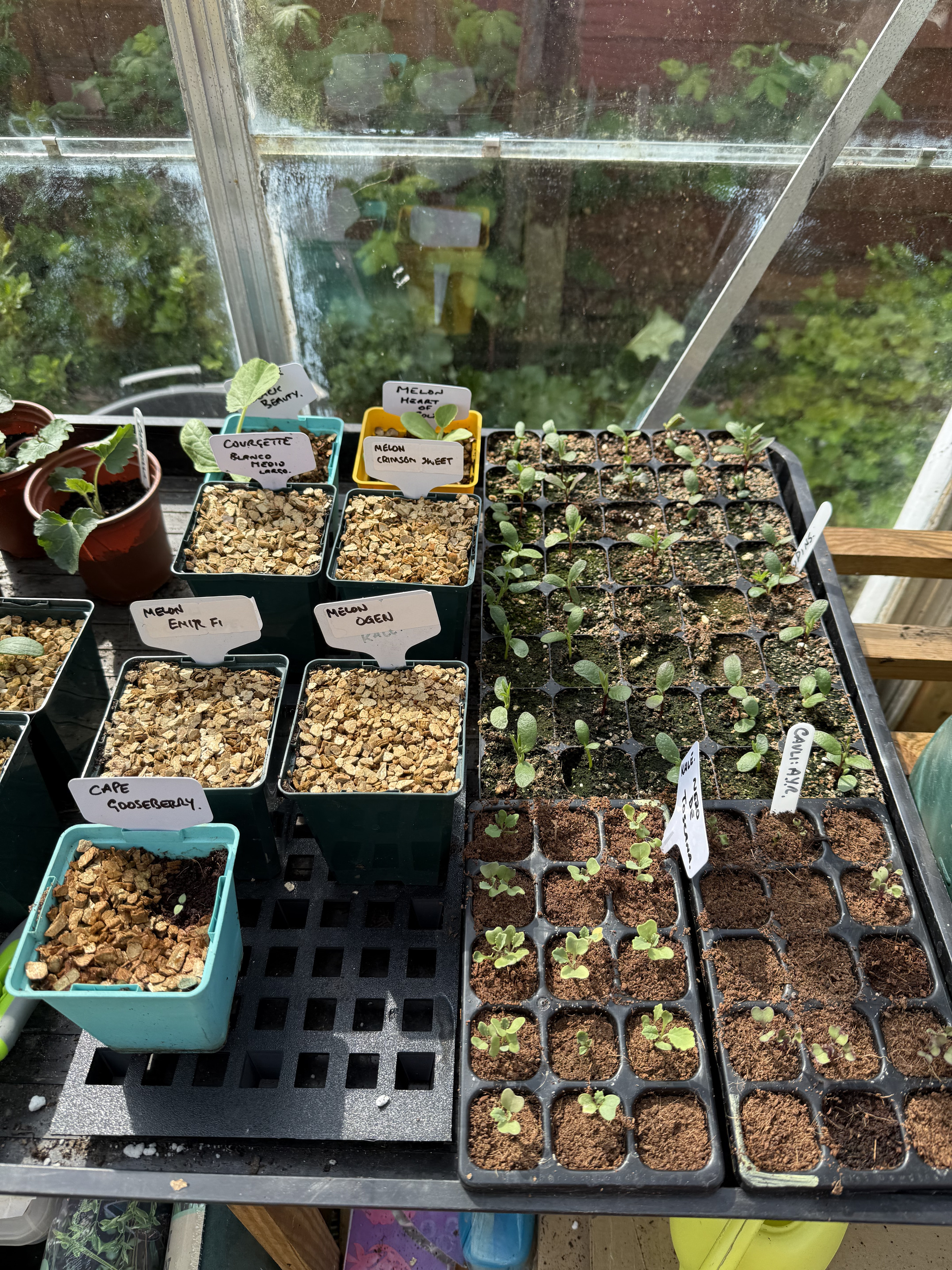 and finally, seedlings