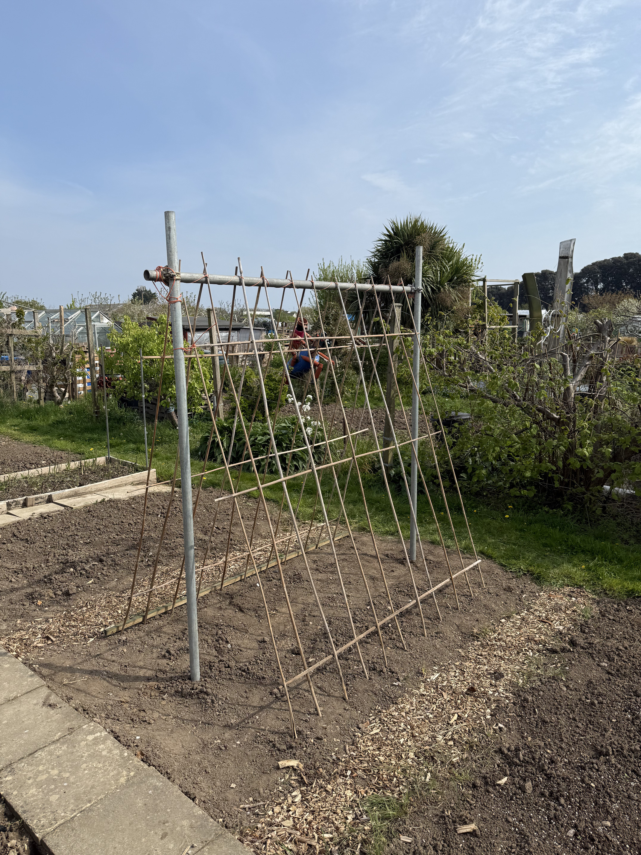 Climbing bean supports