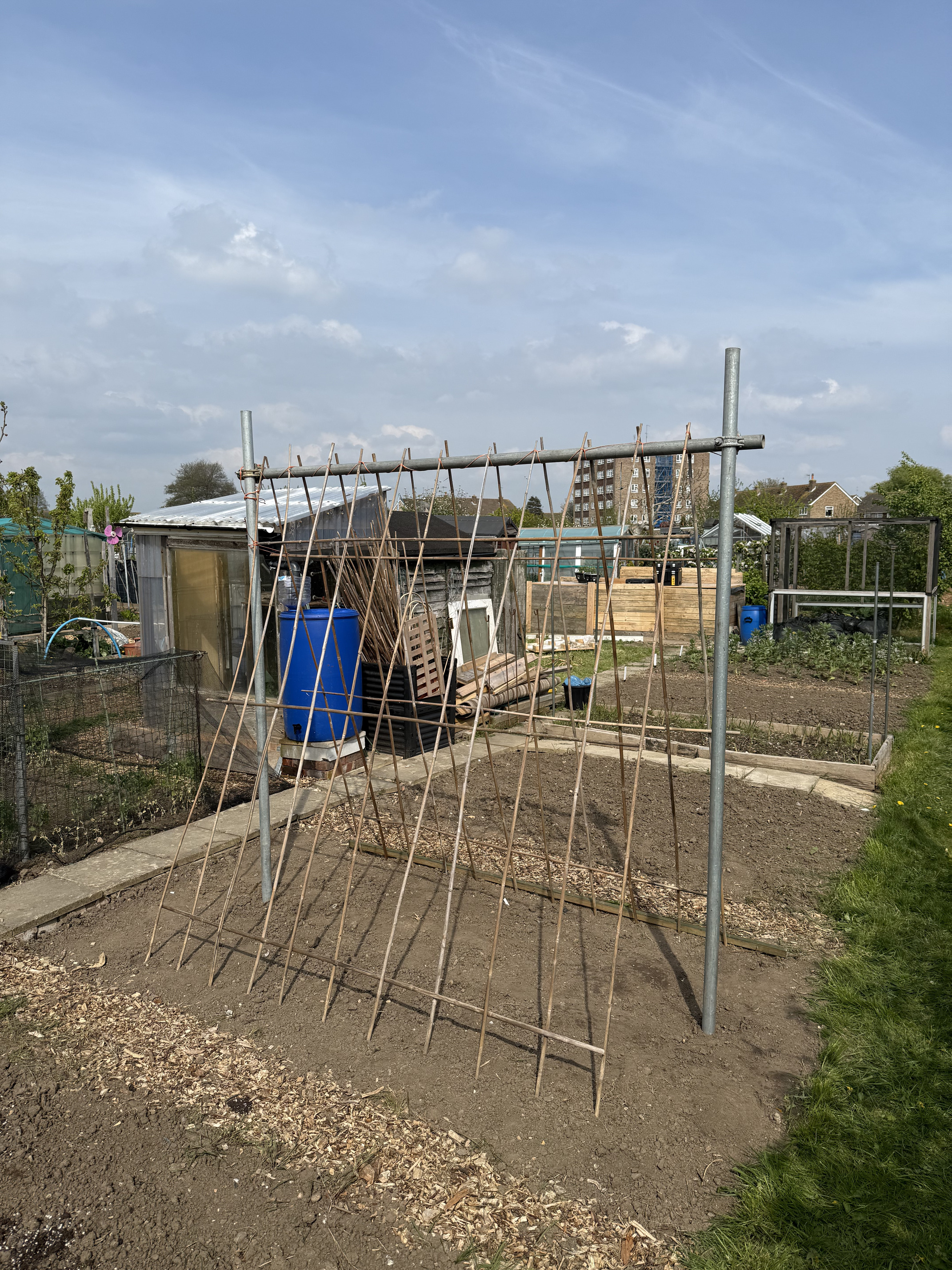 Climbing bean supports