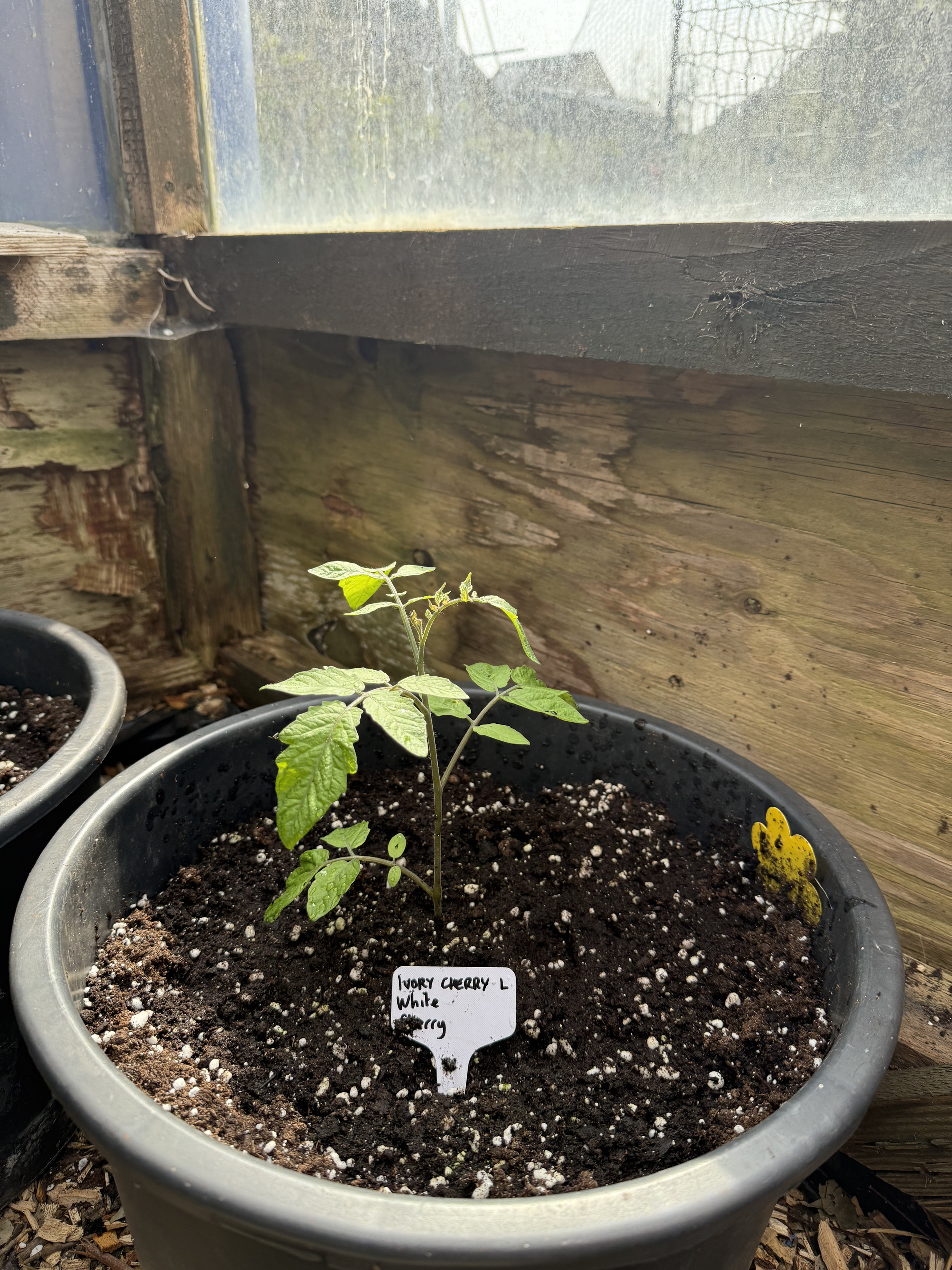 Ivory Cherry