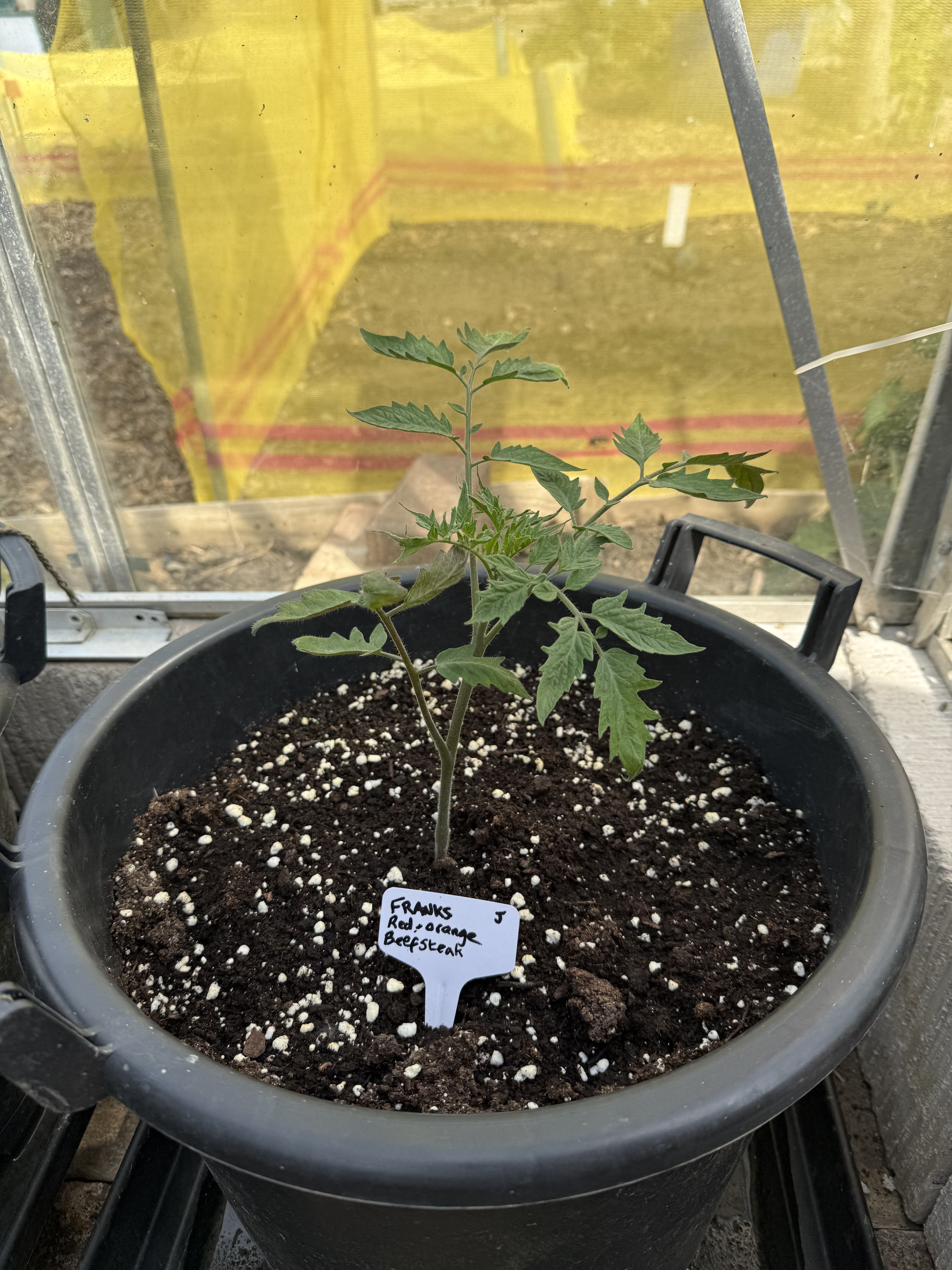 Franks (this is an unknown variety from another allotment holder)